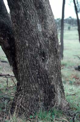 APII jpeg image of Eucalyptus banksii  © contact APII