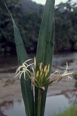 APII jpeg image of Crinum pedunculatum  © contact APII