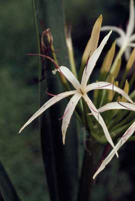 APII jpeg image of Crinum pedunculatum  © contact APII