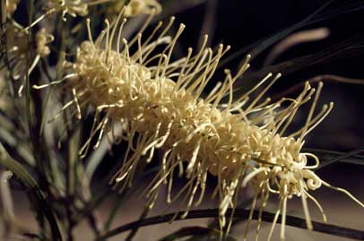 APII jpeg image of Grevillea parallela  © contact APII