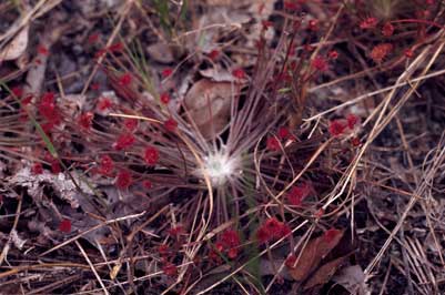 APII jpeg image of Drosera lanata  © contact APII