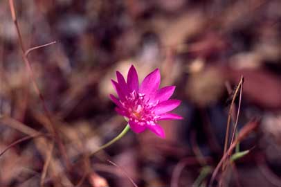 APII jpeg image of Calandrinia uniflora  © contact APII