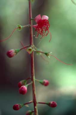 APII jpeg image of Barringtonia acutangula subsp. acutangula  © contact APII