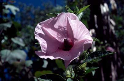 APII jpeg image of Hibiscus arnhemensis  © contact APII