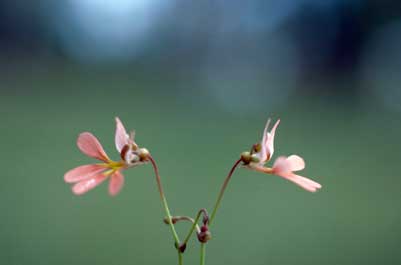 APII jpeg image of Stylidium ceratophorum  © contact APII