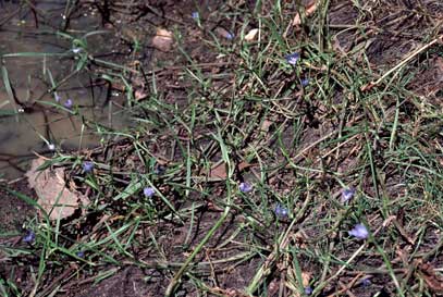 APII jpeg image of Commelina lanceolata  © contact APII