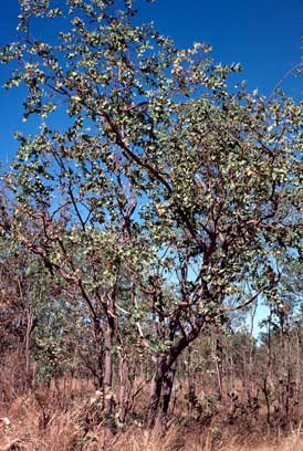 APII jpeg image of Corymbia chartacea  © contact APII