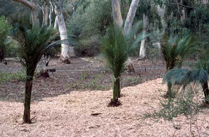 APII jpeg image of Macrozamia communis  © contact APII