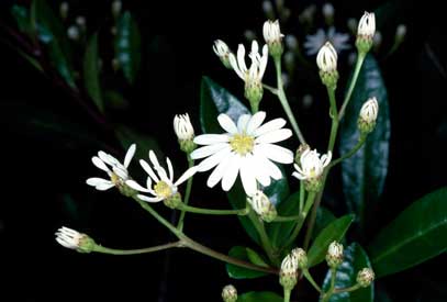 APII jpeg image of Olearia elliptica  © contact APII