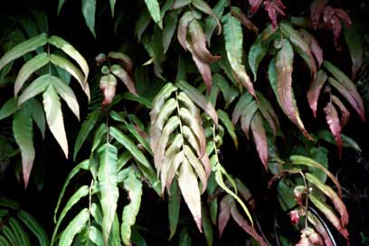 APII jpeg image of Blechnum gregsonii  © contact APII