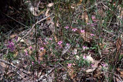 APII jpeg image of Tetratheca ericifolia  © contact APII