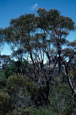 APII jpeg image of Eucalyptus ligustrina  © contact APII