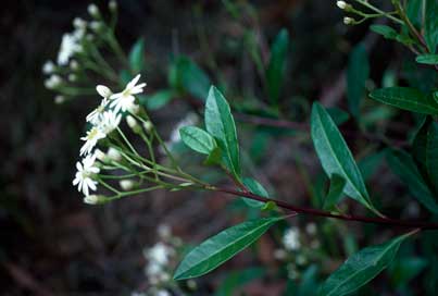 APII jpeg image of Olearia elliptica  © contact APII