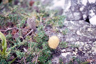 APII jpeg image of Banksia marginata  © contact APII