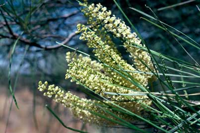 APII jpeg image of Grevillea stenobotrya  © contact APII