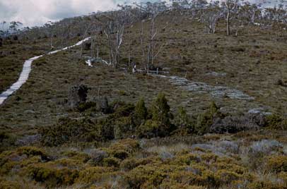 APII jpeg image of Athrotaxis cupressoides,<br/>Astelia  © contact APII