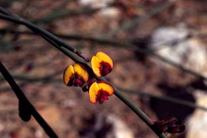 APII jpeg image of Daviesia triflora  © contact APII