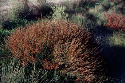 APII jpeg image of Daviesia hakeoides subsp. subnuda  © contact APII