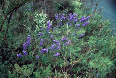 APII jpeg image of Hovea pungens  © contact APII