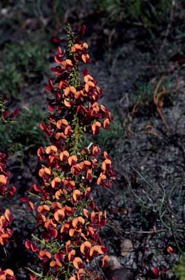 APII jpeg image of Daviesia microphylla  © contact APII