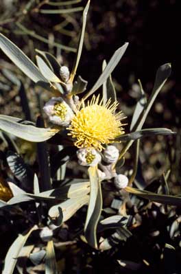 APII jpeg image of Hakea cinerea  © contact APII