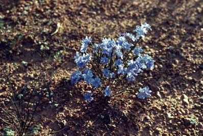 APII jpeg image of Lechenaultia biloba  © contact APII