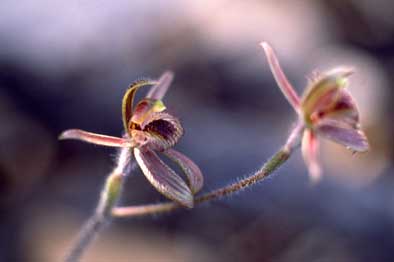 APII jpeg image of Caladenia discoidea  © contact APII