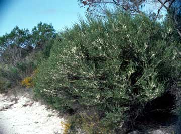 APII jpeg image of Melaleuca brevifolia  © contact APII