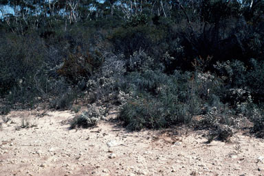 APII jpeg image of Allocasuarina scleroclada  © contact APII