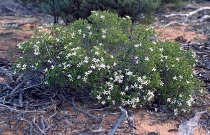 APII jpeg image of Olearia muelleri  © contact APII