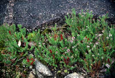 APII jpeg image of Andersonia sprengelioides  © contact APII