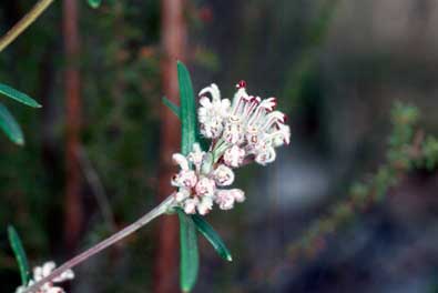 APII jpeg image of Grevillea occidentalis  © contact APII