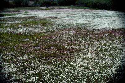 APII jpeg image of Hyalosperma simplex subsp. graniticola  © contact APII