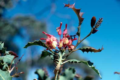 APII jpeg image of Grevillea insignis  © contact APII