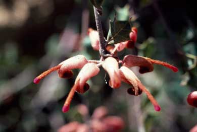 APII jpeg image of Grevillea pilosa subsp. pilosa  © contact APII