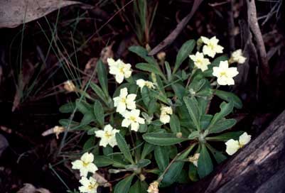 APII jpeg image of Goodenia affinis  © contact APII