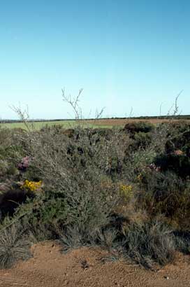 APII jpeg image of Leptospermum inelegans  © contact APII