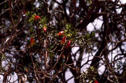 APII jpeg image of Eremophila duttonii  © contact APII