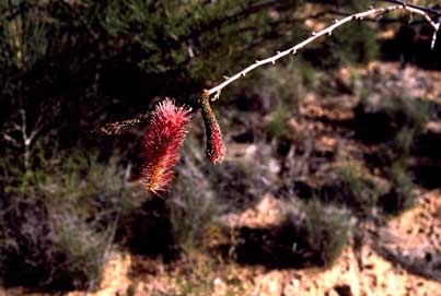 APII jpeg image of Grevillea petrophiloides subsp. petrophiloides  © contact APII