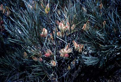 APII jpeg image of Hakea francisiana  © contact APII