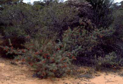 APII jpeg image of Grevillea dielsiana  © contact APII