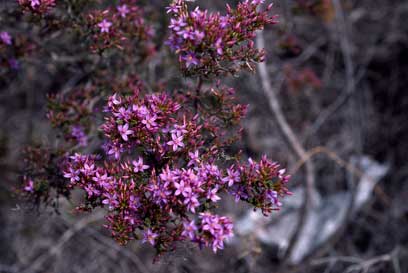 APII jpeg image of Calytrix leschenaultii  © contact APII