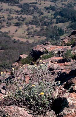 APII jpeg image of Ozothamnus obcordatus  © contact APII