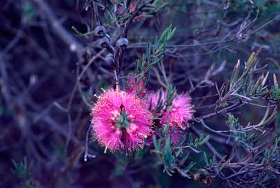 APII jpeg image of Melaleuca fulgens subsp. fulgens  © contact APII