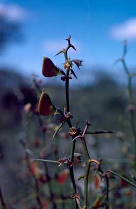 APII jpeg image of Daviesia major var.  © contact APII