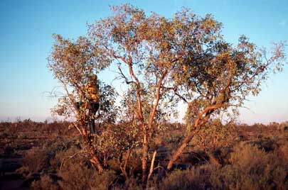 APII jpeg image of Eucalyptus trivalva  © contact APII