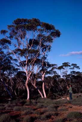 APII jpeg image of Eucalyptus cylindrocarpa  © contact APII