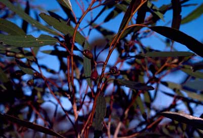 APII jpeg image of Eucalyptus cylindrocarpa  © contact APII