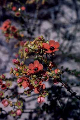 APII jpeg image of Pileanthus peduncularis  © contact APII