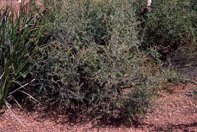 APII jpeg image of Leptospermum spinescens  © contact APII